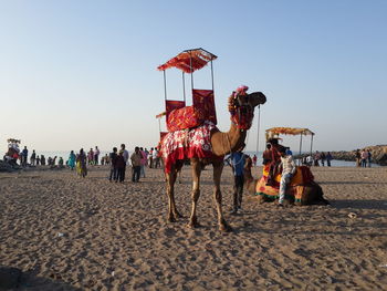 Camels with people at beach against clear sky