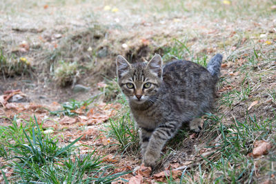 Portrait of tabby cat on land