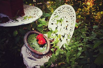 Plant growing on field