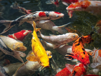 Group of fancy koi carps in the pond with selective focus