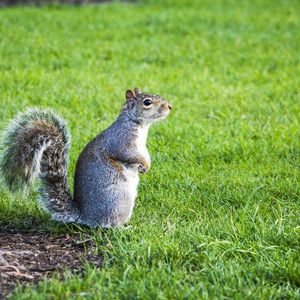 Squirrel on field