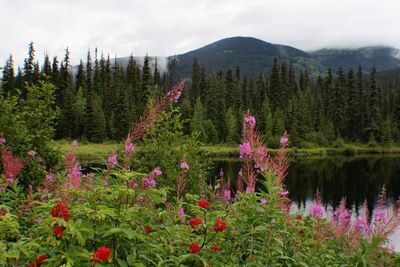 Plants growing by lake against mountain