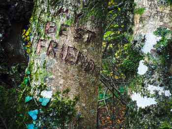 Text scribbled on tree trunk in forest