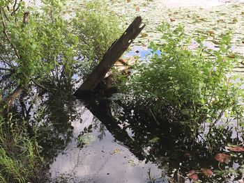 High angle view of tree by water