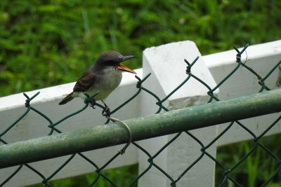Bird perching on a fence