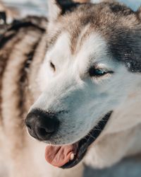 Close-up portrait of dog