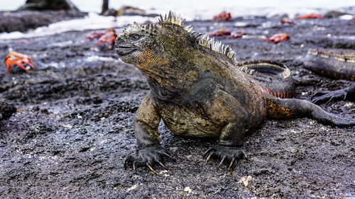 Close-up of crab on sand