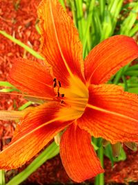 Close-up of hibiscus flower