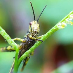Close-up of insect on leaf