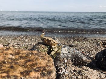 Surface level of rocks on beach against sky