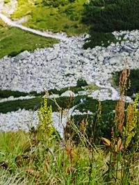 Close-up of plants growing on land