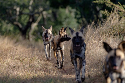 wilddogs in the