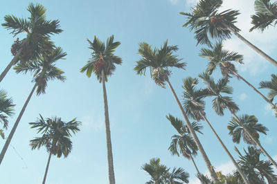 Low angle view of palm trees against sky