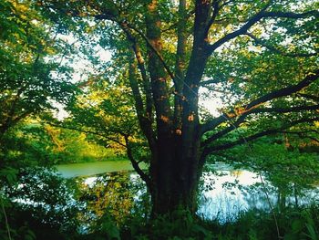 Scenic view of lake with trees in background