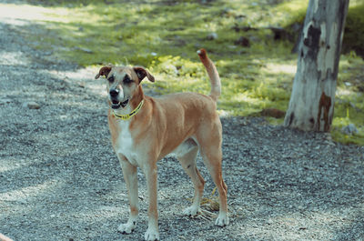 Portrait of dog standing outdoors