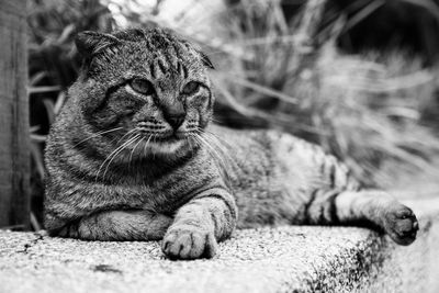 Close-up of cat relaxing on retaining wall