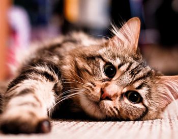 Close-up portrait of a cat laying on floor