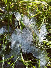 High angle view of turtle in water