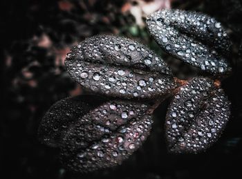 Close-up of leaf on stone