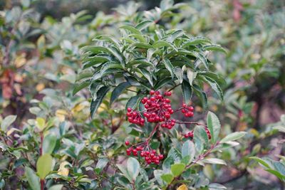 Close-up of berries growing on plant