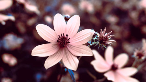 Close-up of flowers blooming outdoors