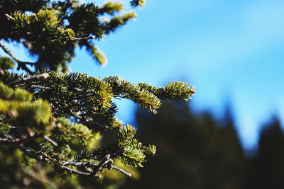 Low angle view of tree against sky