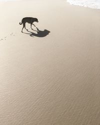 Dog walking on beach