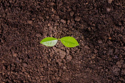 High angle view of leaves on field