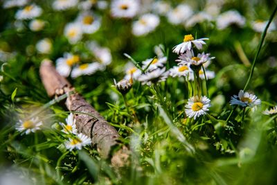 Close-up of white flowering plant on field