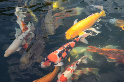 High angle view of koi carps swimming in pond