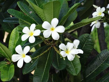 Close-up of white flowers