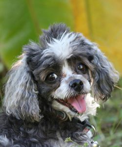 Close-up portrait of dog