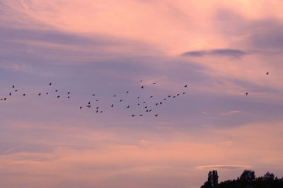 Flock of birds flying in sky