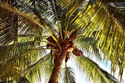 Low angle view of palm tree against sky