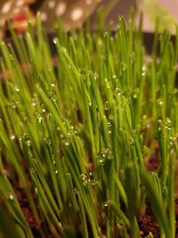 Close-up of wet plants on field