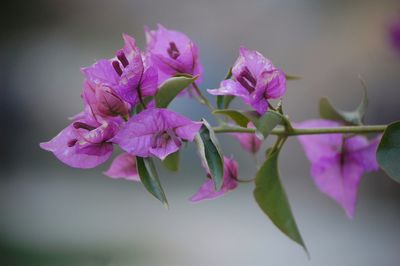 Close-up of purple flowers blooming outdoors