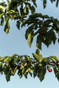 Low angle view of berries growing on tree against sky