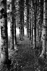 Trees in forest