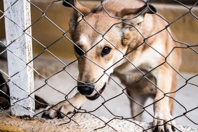 Close-up of a dog seen through chainlink fence