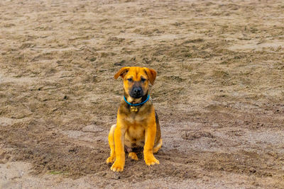 Portrait of dog sitting on land