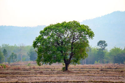 Tree on field against sky