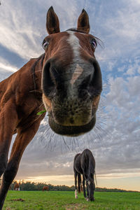 Horse in a field