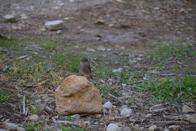 Bird on field