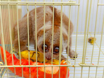 Portrait of dog in cage
