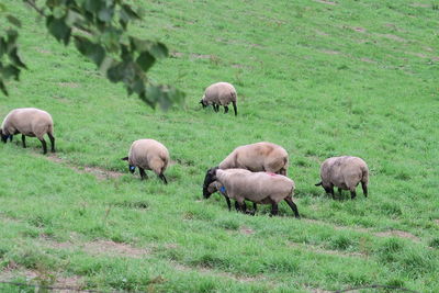 Sheep grazing in field