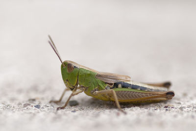 Close-up of grasshopper on surface