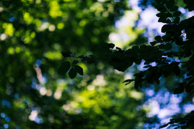 Low angle view of leaves on tree