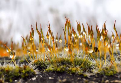 Close-up of plants growing on field