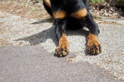 Close-up of a dog paws on a summer afternoon