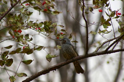 Close-up of bird perching on branch